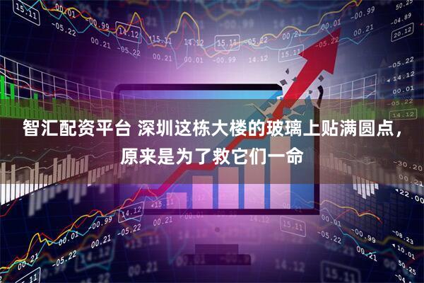智汇配资平台 深圳这栋大楼的玻璃上贴满圆点，原来是为了救它们一命